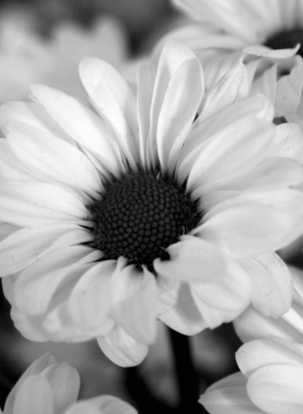Photo 967745