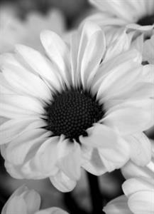 Photo 968082